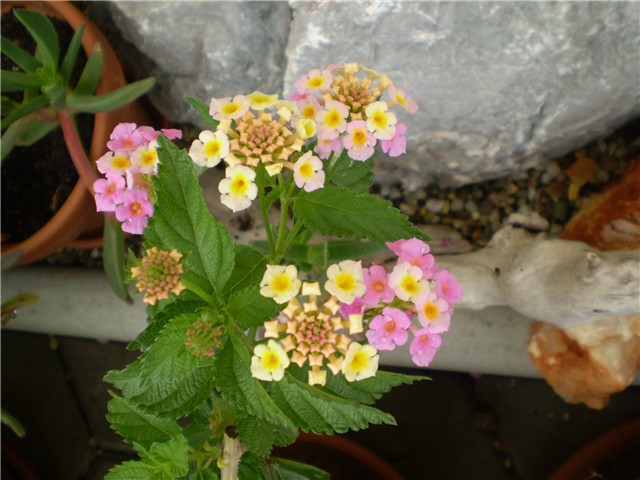 lantana